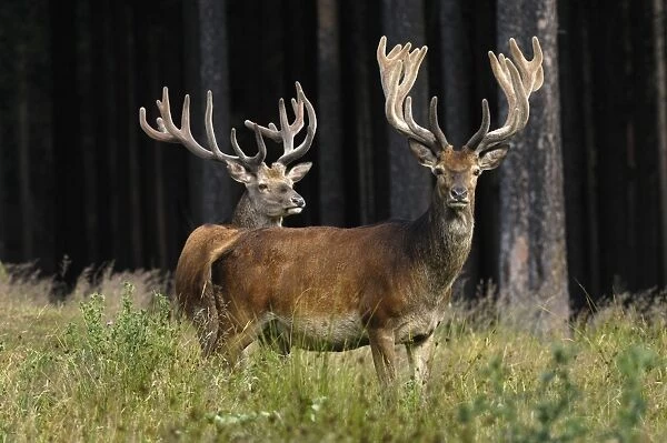Rothirsch. SM-2173. Red Deer - bucks in summer with velvet racks
