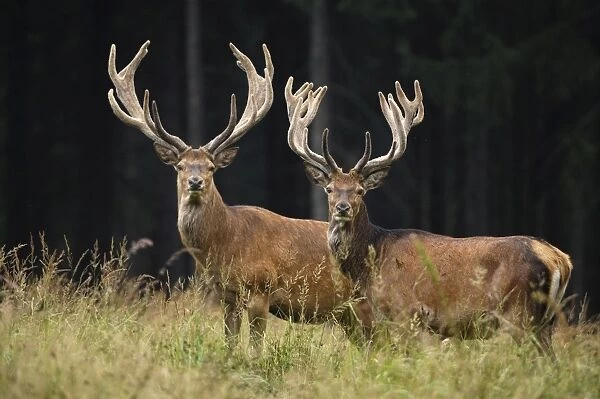 Rothirsch. SM-2174. Red Deer - bucks in summer with velvet racks