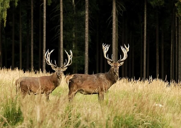 Rothirsch. SM-2175. Red Deer - bucks in summer