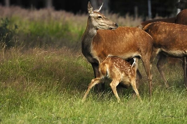 Rothirsch. SM-2176. Red Deer - Hind nursing calf