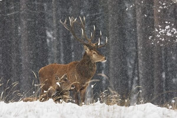 Rothirsch. SM-2177. Red Deer - bucks in blizzard