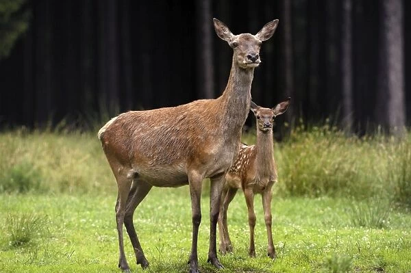 Rothirsch. SM-2195. Red Deer - Hind and calf,