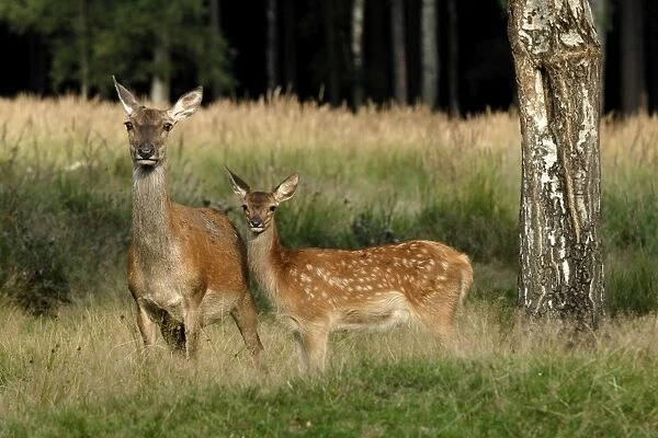 Rothirsch. SM-2196. Red Deer - Hind and calf