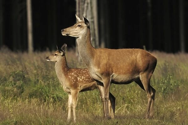 Rothirsch. SM-2199. Red Deer - Adult with young