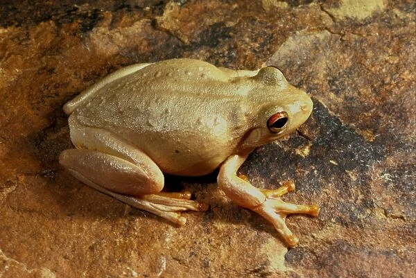 Roths tree frog