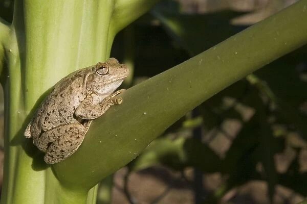 Roths Tree Frog Distributed across the Top End from the Kimberley to eastern Queensland. Found in trees and shrubs and also on the ground, from the coast and adjacent ranges to inland areas particularly where there are larger rivers
