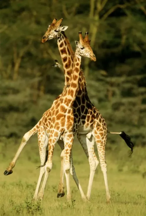 Framed Print : Rothschild's Giraffe - x2 Framed Print : Rothschild's Giraffe - x2