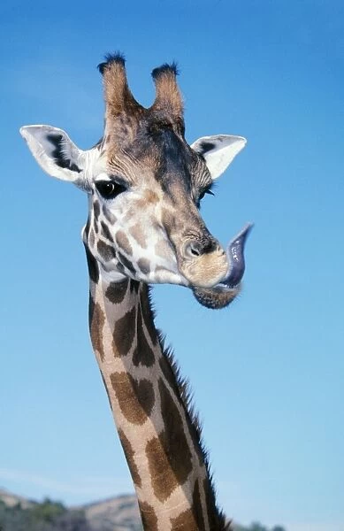 Rothschild's  /  Uganda  /  Baringo Giraffe Head with tongue out