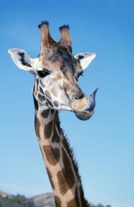 Framed Print : Rothschild's / Uganda / Baringo Giraffe Head with tongue out Framed Print : Rothschild's / Uganda / Baringo Giraffe Head with tongue out