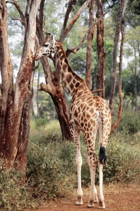 Framed Print : Rothschild's / Uganda / Baringo Giraffe Tanzania, Africa Framed Print : Rothschild's / Uganda / Baringo Giraffe Tanzania, Africa