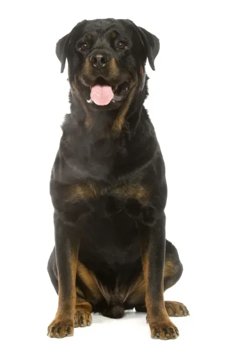 Framed Print : Rottweiler Framed Print : Rottweiler