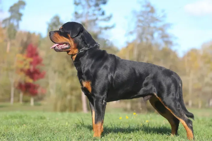 Framed Print : Rottweiler Framed Print : Rottweiler