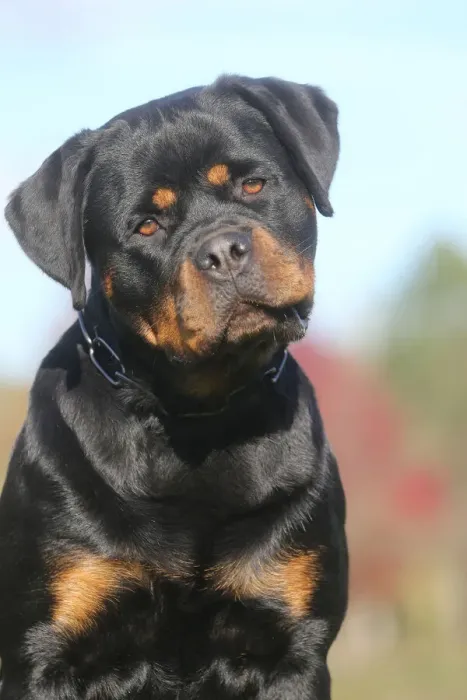 Framed Print : Rottweiler Framed Print : Rottweiler