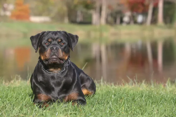 Framed Print : Rottweiler Framed Print : Rottweiler