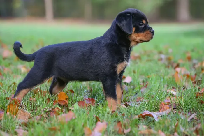 Framed Print : Rottweiler Framed Print : Rottweiler