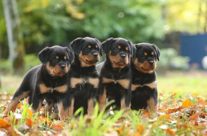 Framed Print : Rottweiler Framed Print : Rottweiler