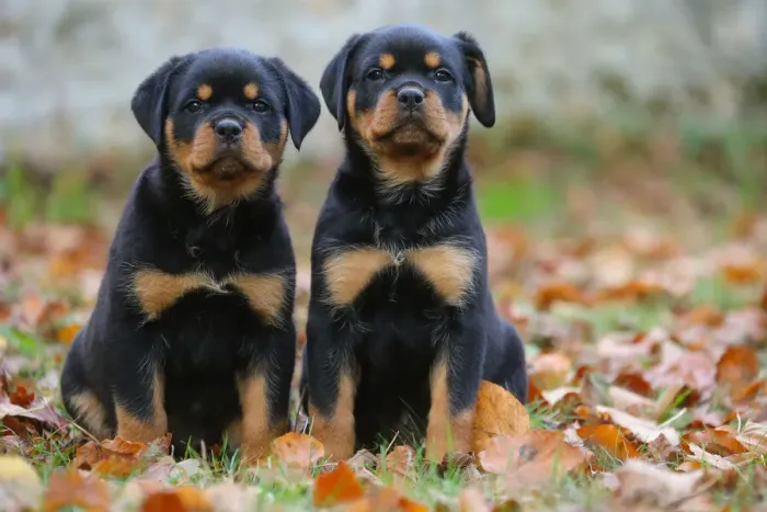 Framed Print : Rottweiler Framed Print : Rottweiler
