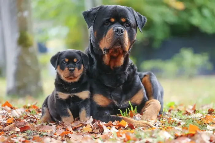 Framed Print : Rottweiler Framed Print : Rottweiler