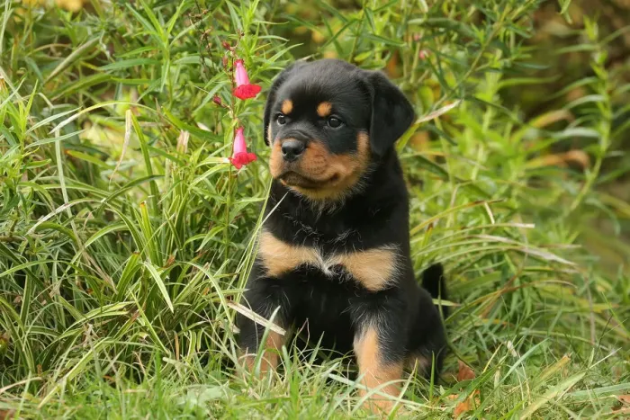 Framed Print : Rottweiler Framed Print : Rottweiler