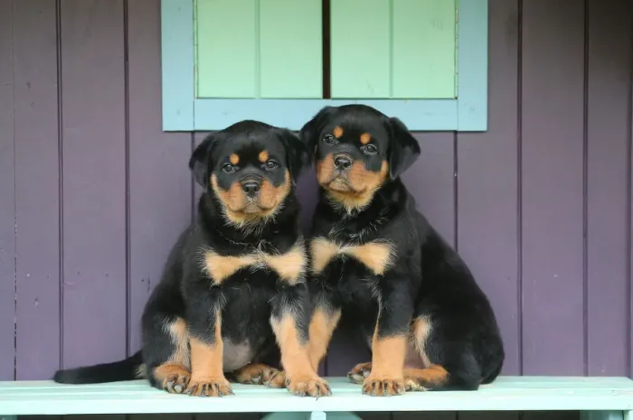 Framed Print : Rottweiler Framed Print : Rottweiler