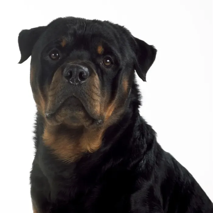 Framed Print : Rottweiler Dog Framed Print : Rottweiler Dog