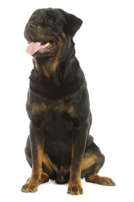Framed Print : Rottweiler Dog