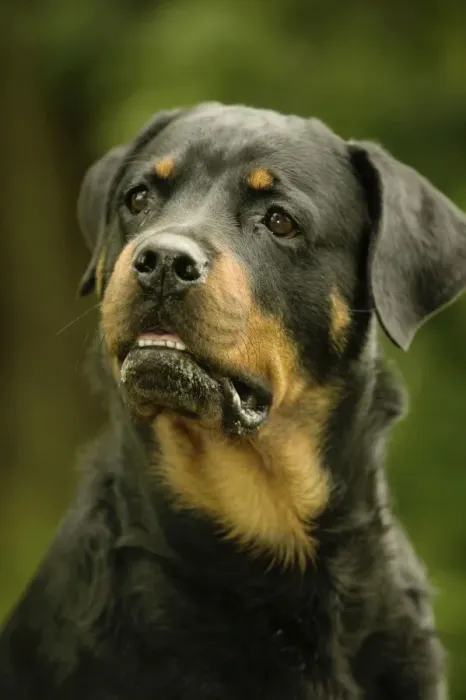 Framed Print : Rottweiler Dog Framed Print : Rottweiler Dog
