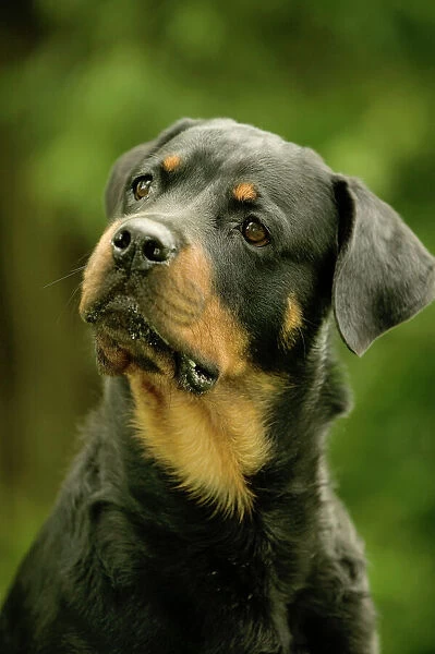 Rottweiler Dog With head tilted