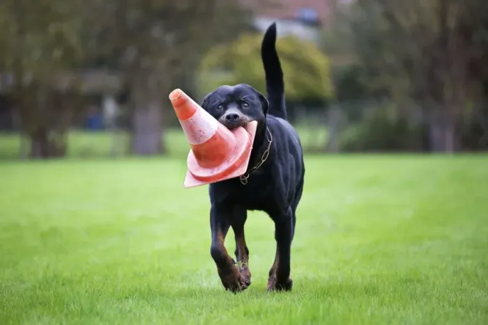 Framed Print : Rottweiler at dog school