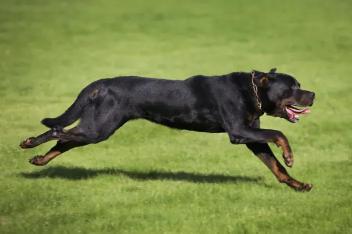 Framed Print : Rottweiler running Framed Print : Rottweiler running