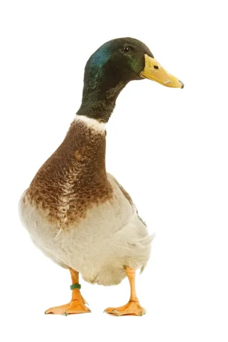 Framed Print : Rouen Duck - domestic Framed Print : Rouen Duck - domestic