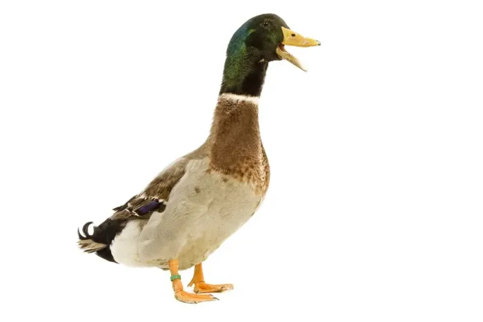 Framed Print : Rouen Duck - domestic - quaking Framed Print : Rouen Duck - domestic - quaking