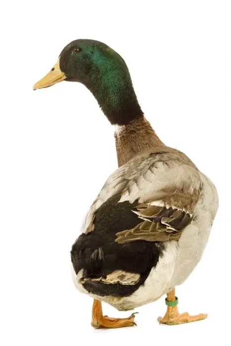 Framed Print : Rouen Duck - domestic in studio Framed Print : Rouen Duck - domestic in studio