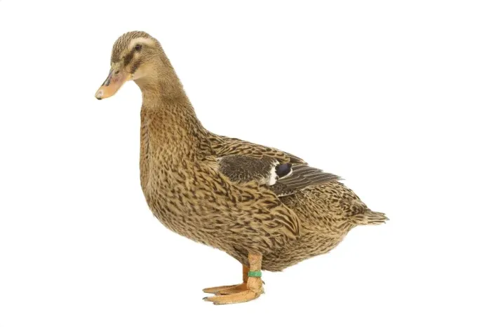 Framed Print : Rouen Duck - female - studio Framed Print : Rouen Duck - female - studio