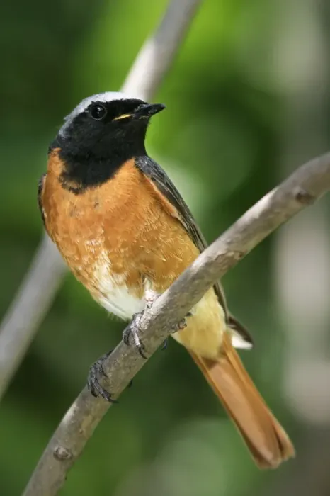Framed Print : rouge queue a front blanc male Redstart male Phoenicurus phoenicurus Framed Print : rouge queue a front blanc male Redstart male Phoenicurus phoenicurus