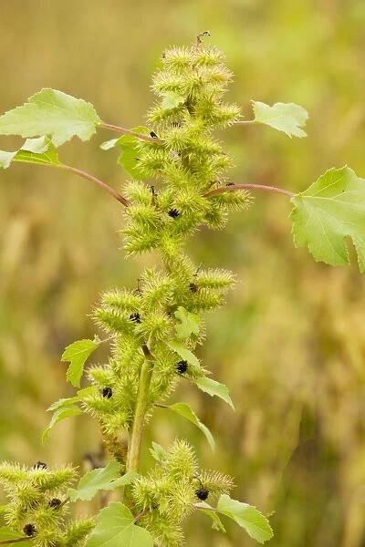 Rough Cocklebur - widespread introduced weed, Romania