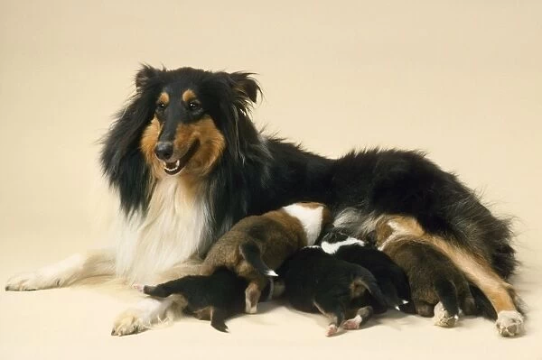 Rough Collie Dog - mother with suckling litter