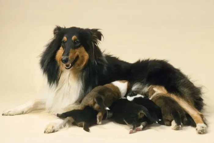 Framed Print : Rough Collie Dog - mother with suckling litter Framed Print : Rough Collie Dog - mother with suckling litter