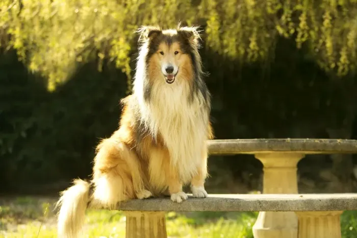 Framed Print : Rough Collie Dog Sitting on stone bench