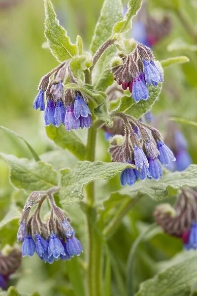 Rough comfrey (Symphytum asperum) in flower. Rare in UK
