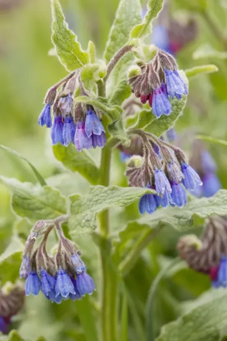 Framed Print : Rough comfrey (Symphytum asperum) in flower. Rare in UK Framed Print : Rough comfrey (Symphytum asperum) in flower. Rare in UK