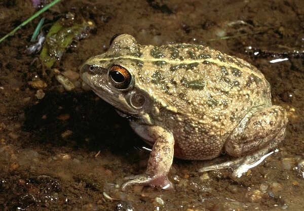 Rough frog - a burrowing frog