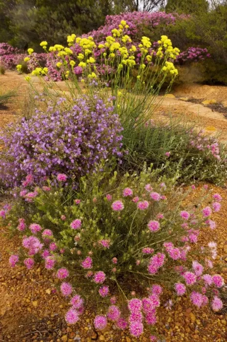 Framed Print : Rough Honey-myrtle (pink) - Crinkle-leaved Firebush Keraudrenia hermannifolia (purple), and yellow Glischrocaryon flavescens; sandy Kwongan heath, Kalbarri National Park, Western Australia Framed Print : Rough Honey-myrtle (pink) - Crinkle-leaved Firebush Keraudrenia hermannifolia (purple), and yellow Glischrocaryon flavescens; sandy Kwongan heath, Kalbarri National Park, Western Australia