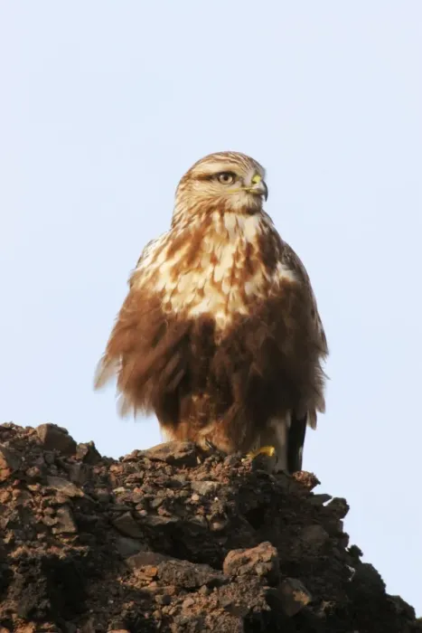 Framed Print : Rough-legged Buzzard / Hawk - Immature light morph. Photographed in winter, East Haven, Connecticut, USA Framed Print : Rough-legged Buzzard / Hawk - Immature light morph. Photographed in winter, East Haven, Connecticut, USA