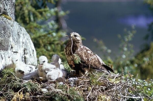 Rough Legged Buzzard - on nest ledge with young