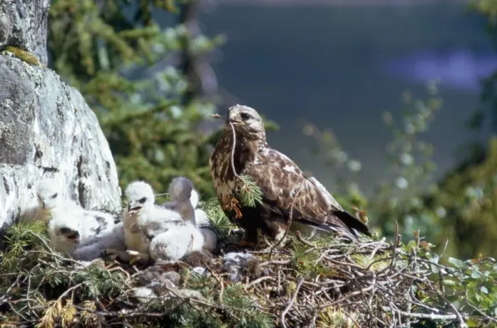 Framed Print : Rough Legged Buzzard - on nest ledge with young Framed Print : Rough Legged Buzzard - on nest ledge with young