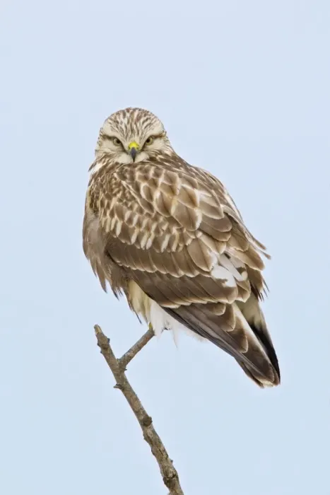 Framed Print : Rough-legged Hawk - light morph immature bird - Connecticut - USA Framed Print : Rough-legged Hawk - light morph immature bird - Connecticut - USA