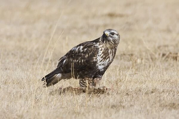 Rough-legged Hawk New Mexico in February