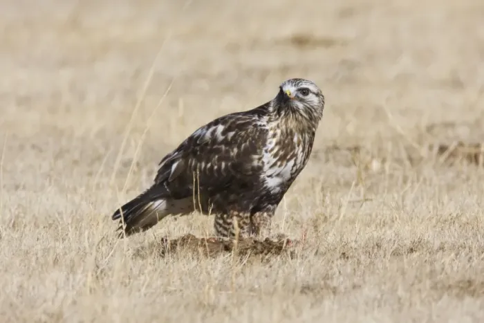 Framed Print : Rough-legged Hawk New Mexico in February
