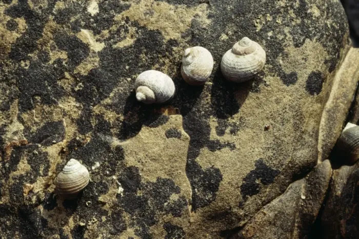 Framed Print : Rough Periwinkles Kimmeridge, Dorset Framed Print : Rough Periwinkles Kimmeridge, Dorset